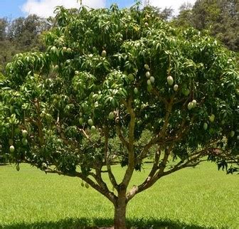 Deskripsi Pohon Mangga Tumbuh Tumbuhan