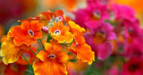 14 Stunning Plants That Have A Gorgeous Color Perfect For Autumn