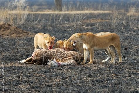 Lions Eating A Prey Serengeti National Park Tanzania Stock Photo