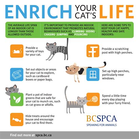 Outdoor enclosures facilitate meeting the cat's needs and performance of its normal behaviors. Should I keep my cat indoors? Is unsupervised outdoor time ...