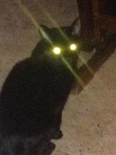 A Black Cat With Glowing Eyes Sitting On The Floor
