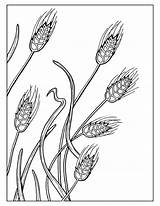 Coloring Wheat Field Printable Getcolorings Getdrawings Drawing sketch template