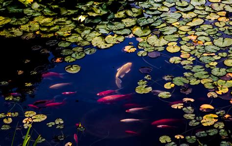 Fish In Pond Hd Animals 4k Wallpapers Images Backgrounds Photos