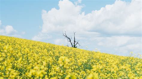Yellow Rapeseed Flowers Slope Field In White Clouds Blue Sky Hd Flowers