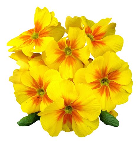 163 transparent png illustrations and cipart matching fiori. Primrose Flower PNG Image - PngPix