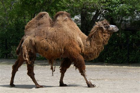 We have a beautiful proven male breeder for sale.if you scroll down to the bottom of the page. Camel Rustling? - Modern Farmer