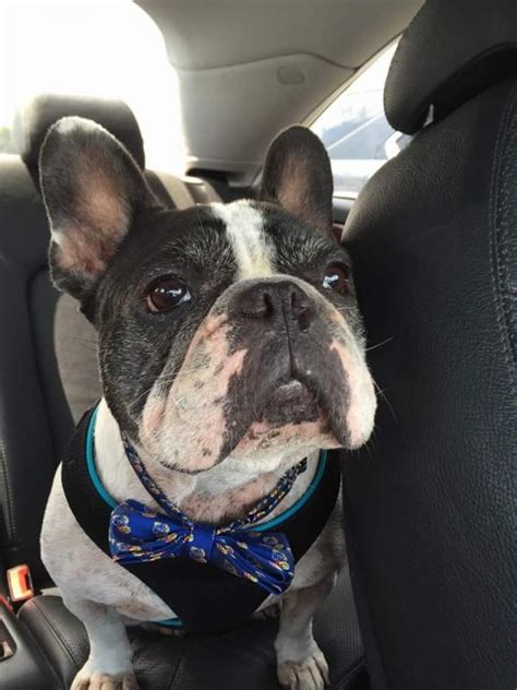 33 French Bulldog Rescue In Va Picture Bleumoonproductions