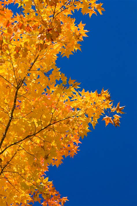Fall Foliage And Blue Sky Free Stock Photo Public Domain Pictures