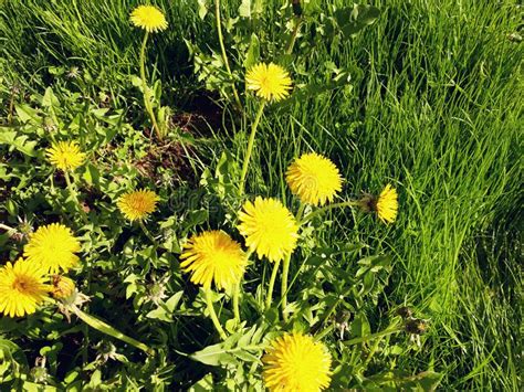 Yellow Dandelions And Old Wooden Fence Stock Image Image Of Fence