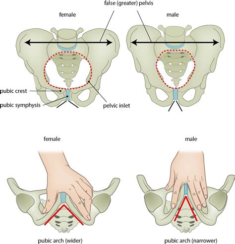 Male Vs Female Pelvis Differences Anatomy Of Skeleton 55 OFF