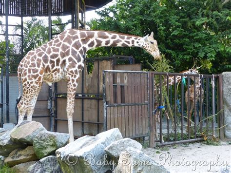 Maps of kuala lumpur inc. Baby Sumo Photography: Zoo Negara, Malaysia (National Zoo)