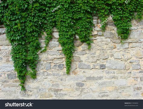 Ivy Climbing Old Wall Stock Photo 31993693 Shutterstock
