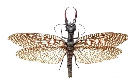Asian Dobsonfly Photograph By Natural History Museum Londonscience