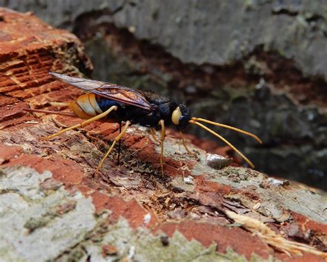 Wood Wasps On Sunday We Were Treated To Some Great Sight Flickr