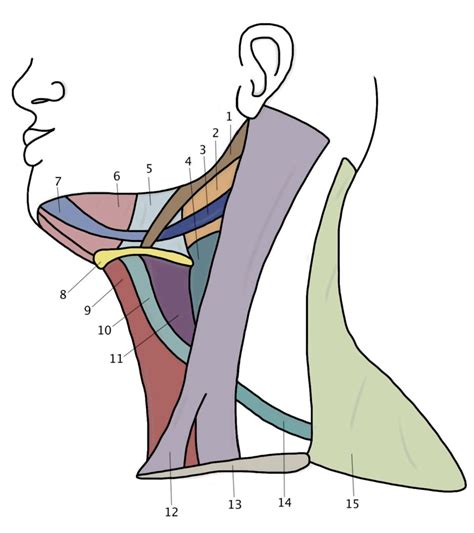 Lateral Neck Muscles Diagram Quizlet