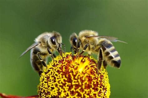 por qué son importantes las abejas conoce el valor de las mismas
