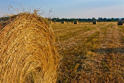 Hay Bales Stock Photo Image Of Roll Field Farming 20349480