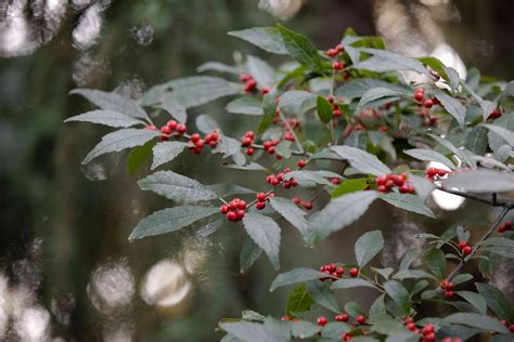 Winterberry Holly Plant Care And Growing Guide