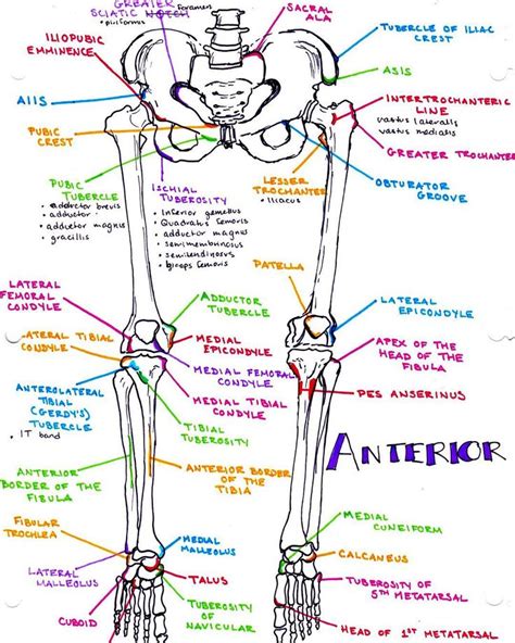 Learn about lower body anatomy physiology with free interactive flashcards. a refresher on the #bony #landmarks of the lower # ...