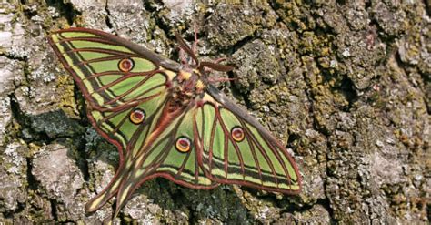 10 Most Beautiful Moths In The World Az Animals
