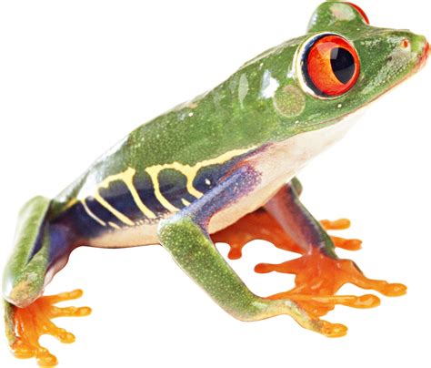 Frog Images Png Frog Outline Transparent Clipart Free Transparent