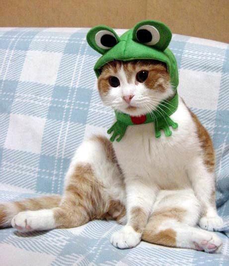 15 Cute Cats Wearing Hats Page 4 Of 15 Really Cute Cats