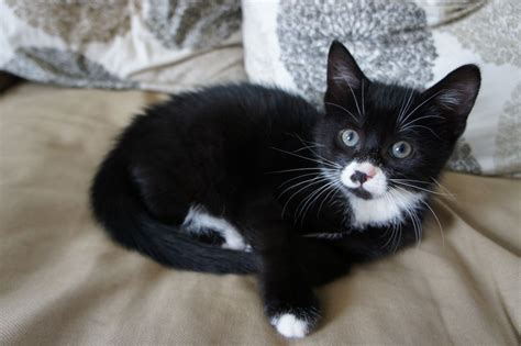 Cute Male Black And White Kitten 9 Weeks Old Maidstone
