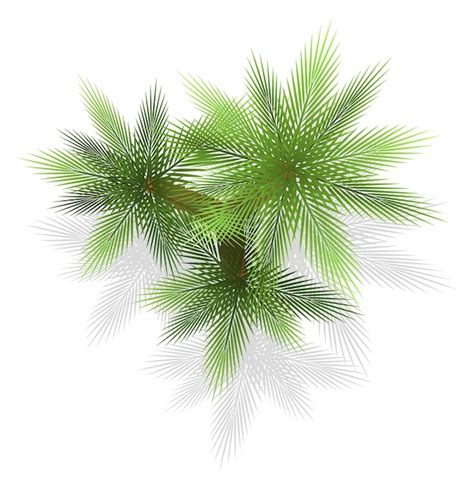 Palm Tree Top View Vectors And Illustrations For Free Download Freepik
