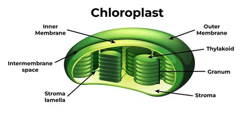 Chloroplast Diagram Structure And Functions