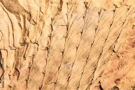 Fossilized Bark Of Lepidodendron Sp An Extinct Tree That Lived In The