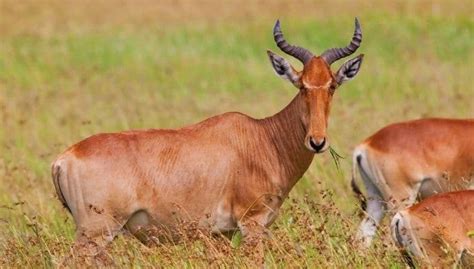 Endangered Species Tora Hartebeest Antelope İnteresting Animal Kingdom