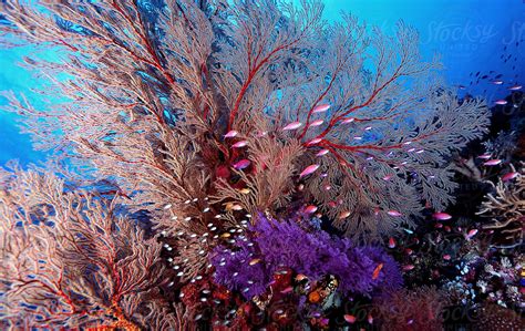 Colourful Coral Reef Del Colaborador De Stocksy Nat Sumanatemeya