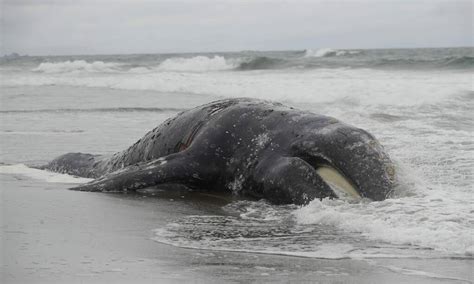 Dead Whale Washes Ashore At Ocean Beach Insan Francisco