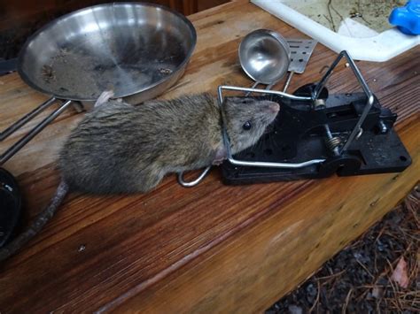 Common Types Of House Rats And Mice Rat Vs Mouse