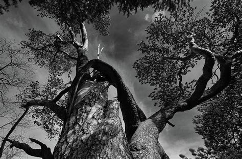 An Old Pine 70 Degrees North Photograph By Pekka Sammallahti Fine Art