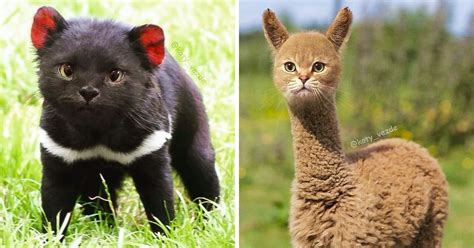 What 25 Animals Would Look Like If They Had A Cats Face Bright Side