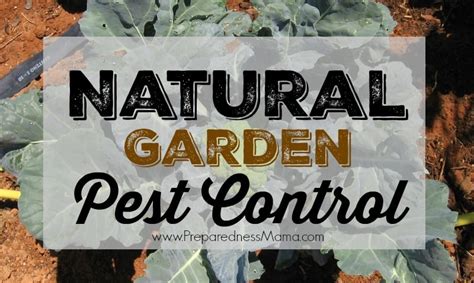 Jun 26, 2020 · in all, diatomaceous earth can be a useful, simple product to control pests in an organic garden. Natural Garden Pest Control Methods | PreparednessMama