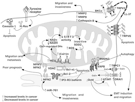 Mitochondrial Calcium Transport And Modulation Of Cellular Processes