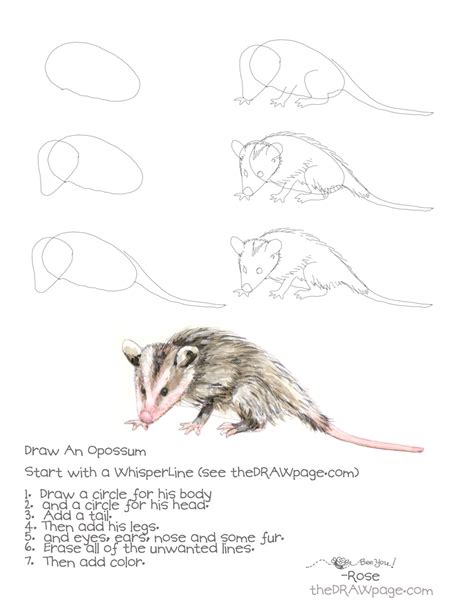 Drawing An Opossum The Draw Page Opossum Drawings Animal Drawings