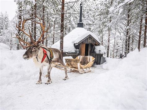 Reindeers In Finnish Lapland Arctic Guesthouse Igloos