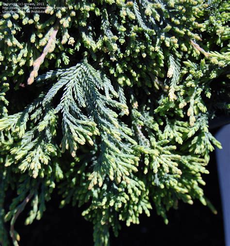 Plantfiles Pictures Creeping Juniper Trailing Juniper Creeping Cedar