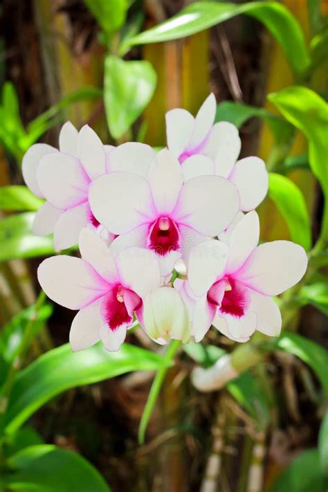Beautiful Magenta Orchid Stock Image Image Of Branch 26196933