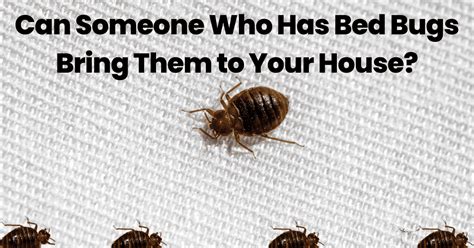 Bed Bugs In Closet Home Design Ideas