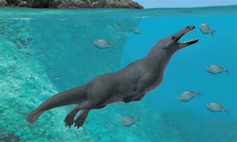 Fossil Of Ancient Four Legged Whale With Hooves Discovered Science