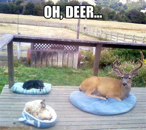 Funny Animals Oh Deer Funny