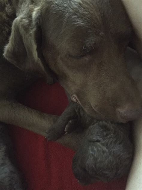 154 tonti drive, boyce, la, usa. Wolf Creek Chesapeake Bay Retrievers - Home