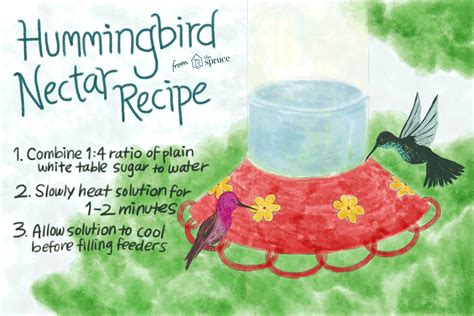 Hummingbird food is simple to make because sugar and water are all you need. Classic and Safe Hummingbird Nectar Recipe