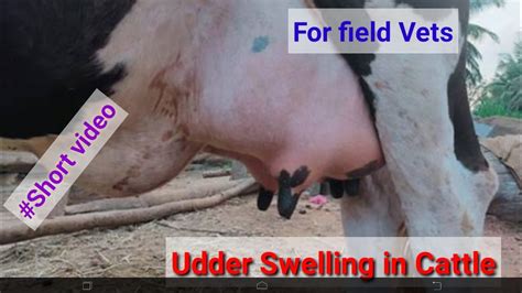 Udder Swelling Of Cattle Short Video Youtube