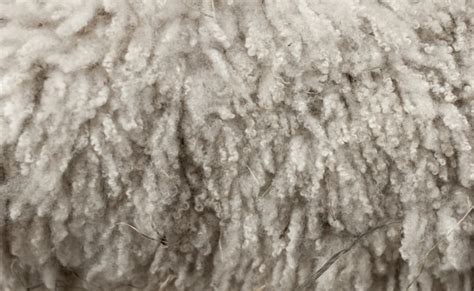 Wool Fibre Physical And Chemical Properties Of Wool Fibre Garments