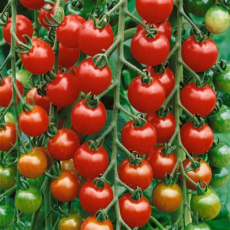 Tomato Gardeners Delight Agm Express Garden Shop